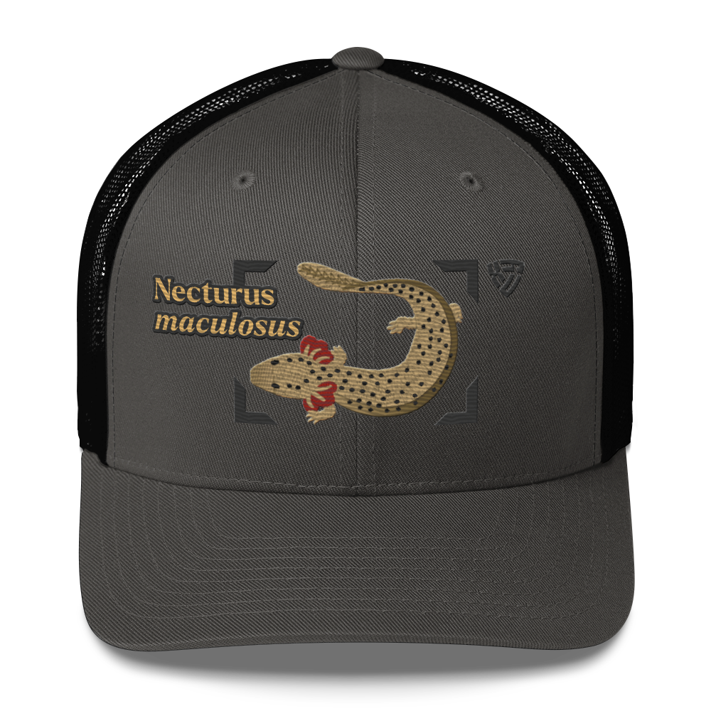 Common Mudpuppy "Necturus maculosus" Embroidered Charcoal Grey & Black Trucker Hat Front Mockup