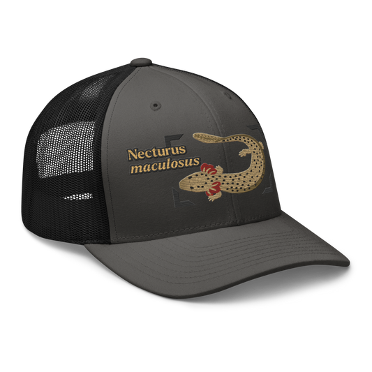 Common Mudpuppy "Necturus maculosus" Embroidered Charcoal Grey & Black Trucker Hat Right Front Mockup